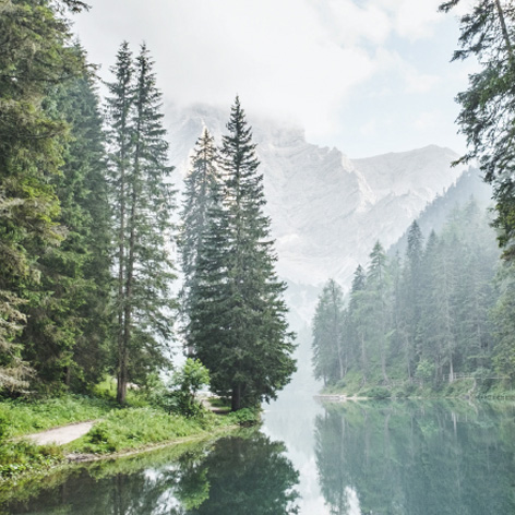 option 1 image - Nature with big trees