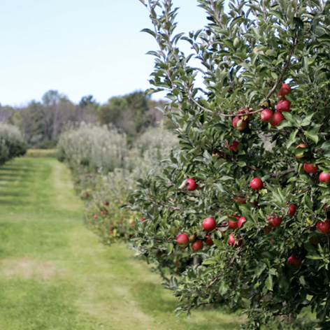 option 1 image - Nature with small trees and red grapes